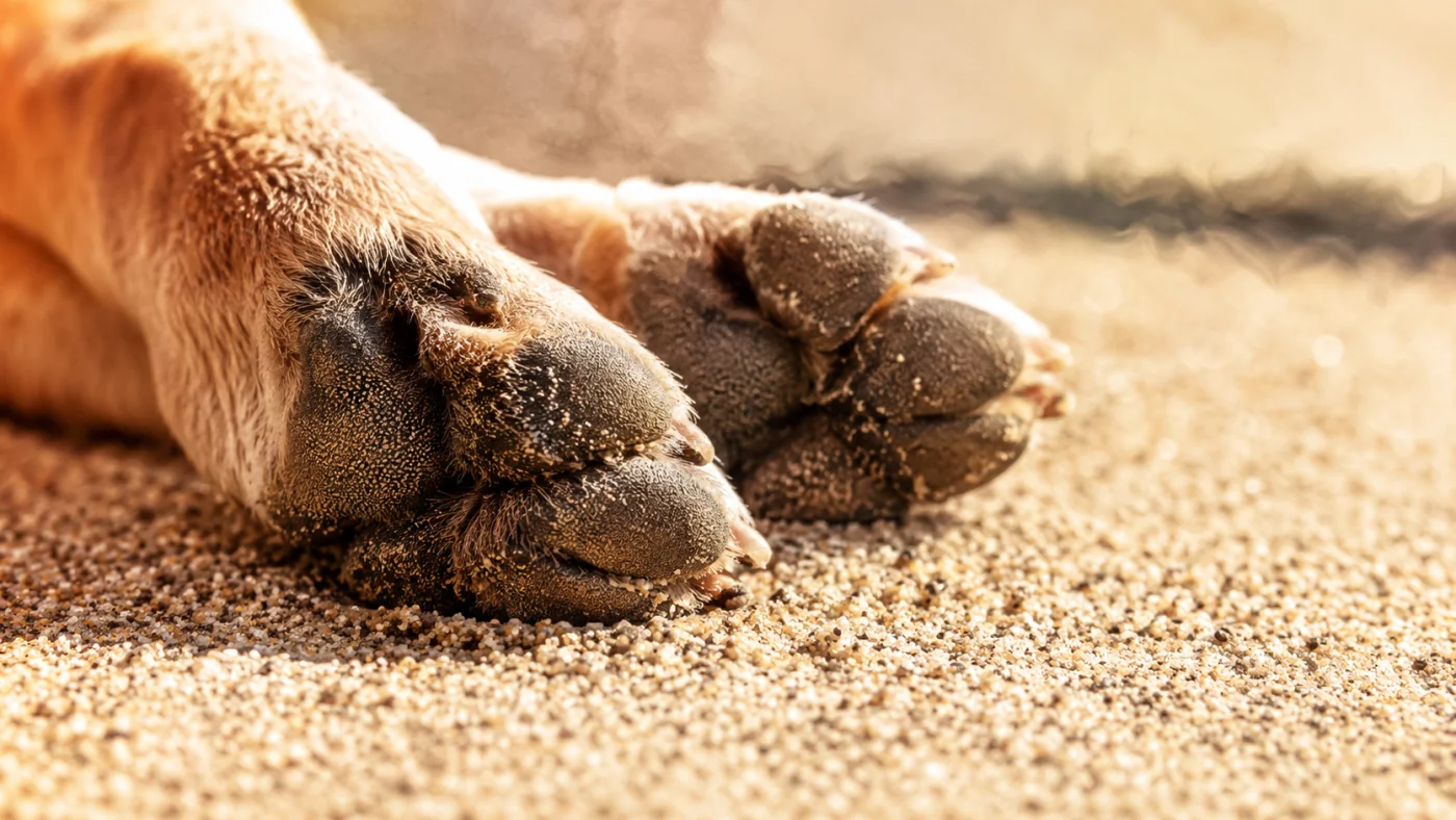 Gros plan sur les coussinets d'un chien posés sur du sable chaud en plein soleil