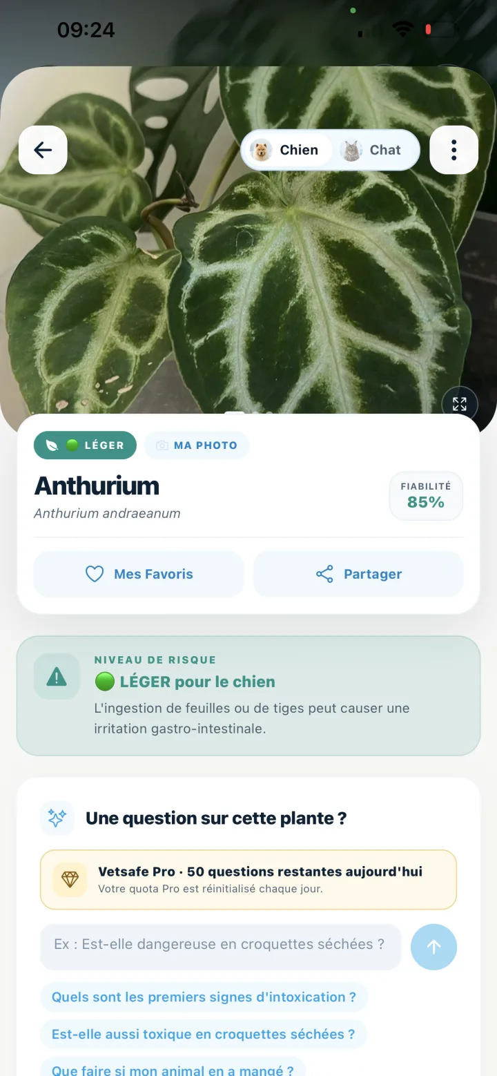 Résultat d'identification d'une plante dans VetSafe